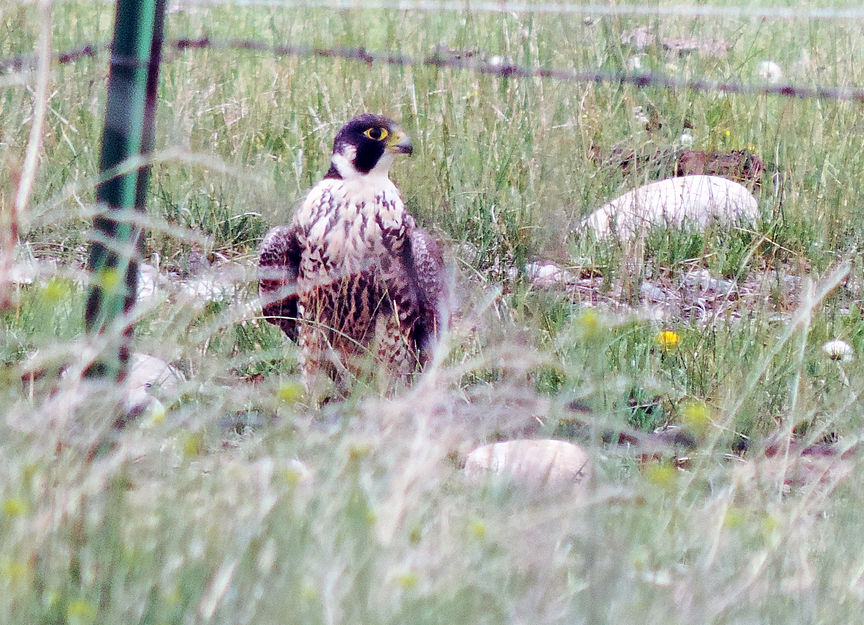 Peregrine falcon on the trail